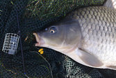 Hotový návazec Trophy Karpfen/Carp Size 4, 0,30mm, 70cm