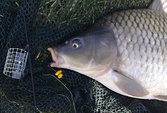 VMC Háček Mystic Carp Match Specimen NT 7019, 10 ks Size 6, Barbless